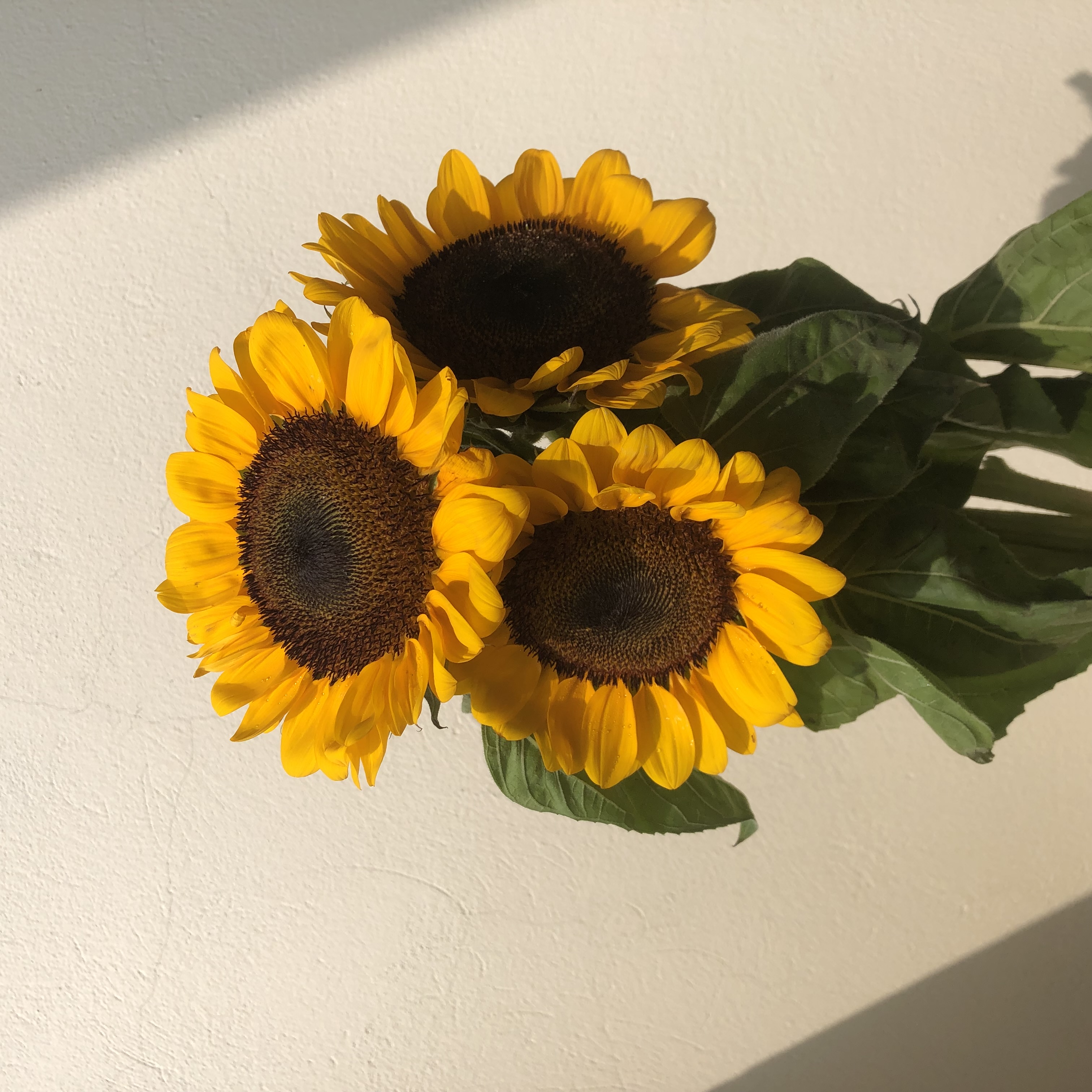 bó hoa đầu tiên 🌼